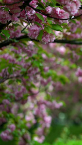 春雨中的樱花素材视频