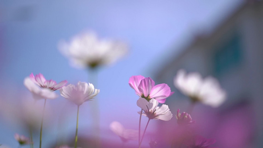 花丛中格桑花儿随风飘扬视频