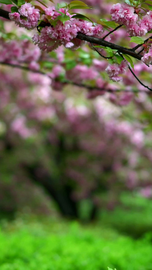 春雨中的樱花素材77秒视频