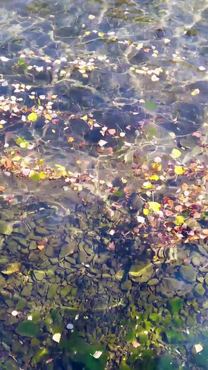 拍摄青海孟达天池水中落叶46秒视频