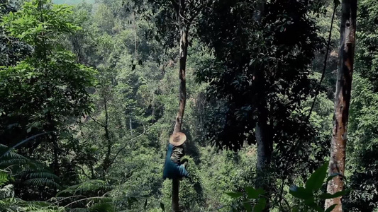 树林里的各种古茶树视频