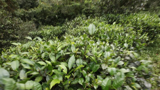 树林里的各种古茶树视频