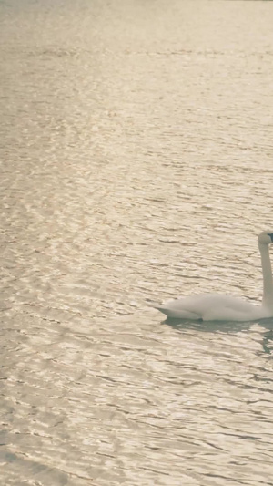日落黄昏湖畔上的天鹅双向奔赴15秒视频