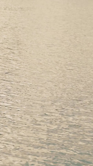 日落黄昏湖畔上的天鹅成双成对15秒视频