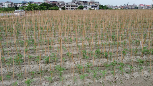 种植农田蔬菜种植航拍视频