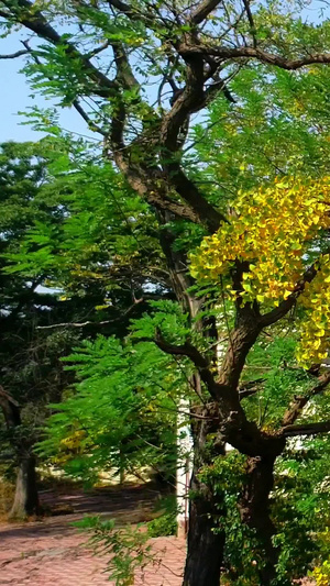 航拍著名旅游景点青岛八大关秋色68秒视频