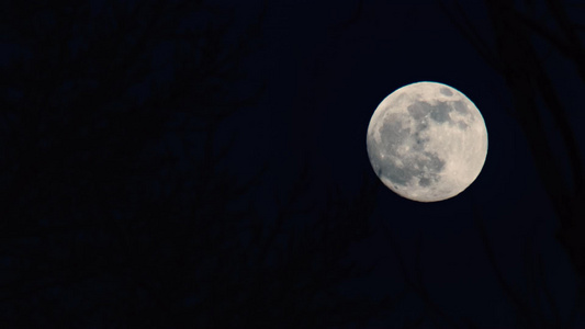 有树枝前景的圆月亮视频