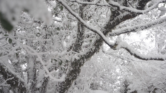 冰天雪地雾凇美景视频