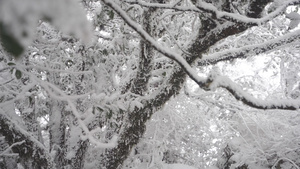 冰天雪地雾凇美景89秒视频