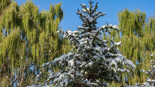 初冬雪后树木杉树柳树冰雪融化视频