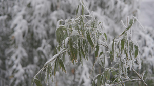 竹山雪海景色雾凇33秒视频