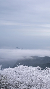 金佛山悬崖绝壁金龟朝阳云海延迟雪景云海视频