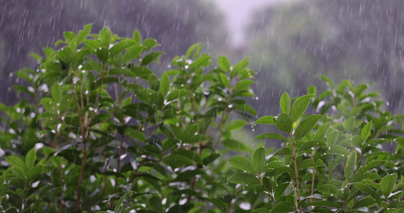 雨水落在绿叶上4k唯美升格慢镜 桂花树视频