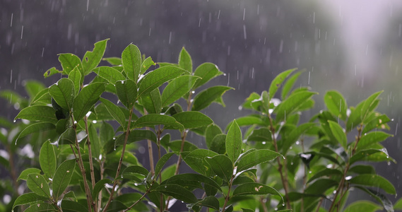 雨水落在绿叶上4k唯美升格慢镜 桂花树视频