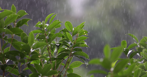 雨水落在绿叶上4k唯美升格慢镜 桂花树视频