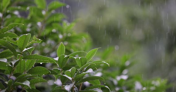 雨水落在绿叶上4k唯美升格慢镜 桂花树视频