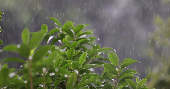 雨水落在绿叶上4k唯美升格慢镜 桂花树视频