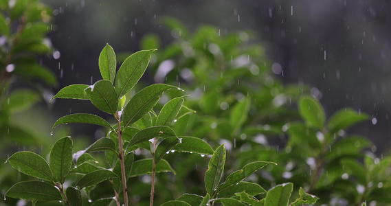 雨水落在绿叶上4k唯美升格慢镜 桂花树视频