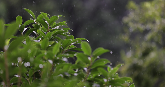 雨水落在绿叶上4k唯美升格慢镜 桂花树视频