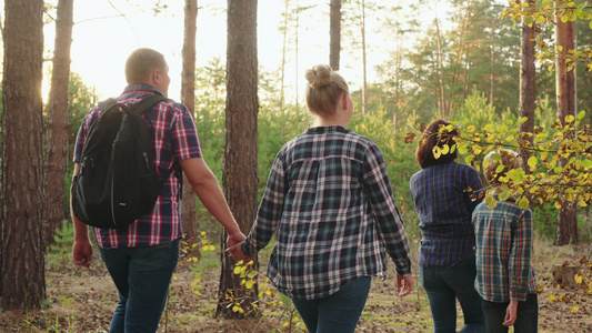 年轻的家庭在暑假在松树林里散步母亲儿子父亲和女儿在视频