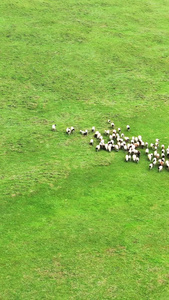 航拍新疆草原放牧奔跑的羊群大草原视频