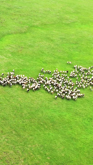 航拍新疆草原放牧奔跑的羊群大草原11秒视频