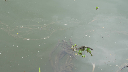 水污染实拍视频