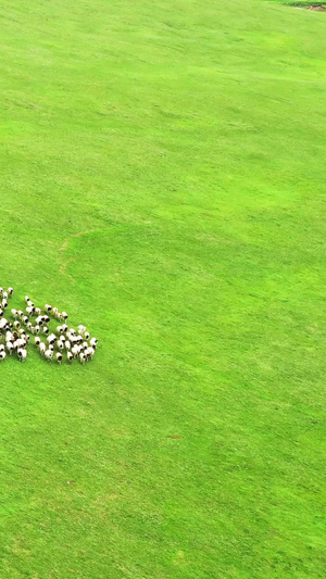 航拍新疆草原放牧奔跑的羊群大草原11秒视频