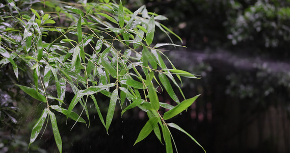 竹子竹叶雨水4k升格慢镜 沉浸式 禅意视频