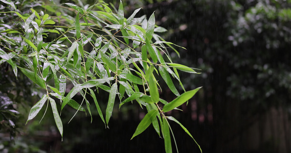 竹子竹叶雨水4k升格慢镜 沉浸式 禅意视频