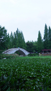 衡阳市明翰公园红桥古建筑石拱桥视频