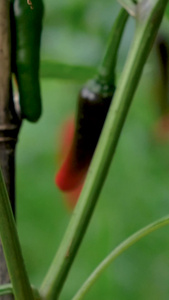 农作物绿色有机蔬菜红色的小米椒实拍红辣椒视频