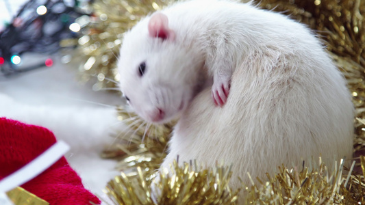 新年白老鼠视频
