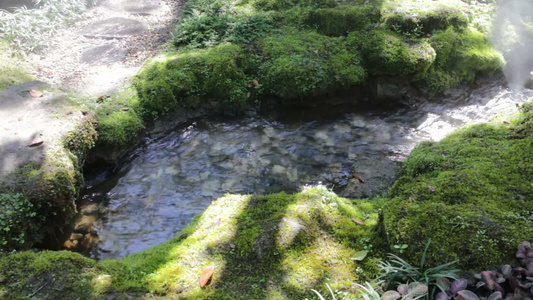 家用花园小溪中的新鲜空气视频