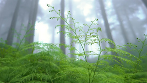 林中环绕着小绿色植物灯光穿过树枝12秒视频