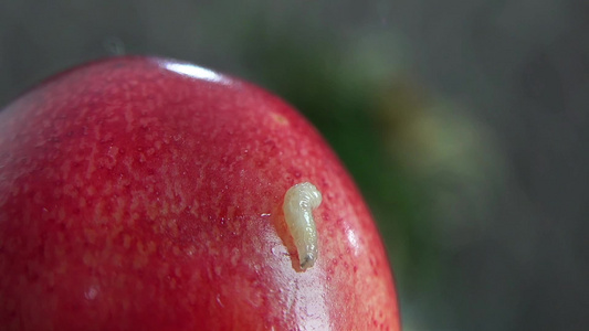 新鲜的成熟的多汁的樱桃上的水果虫极密闭视频