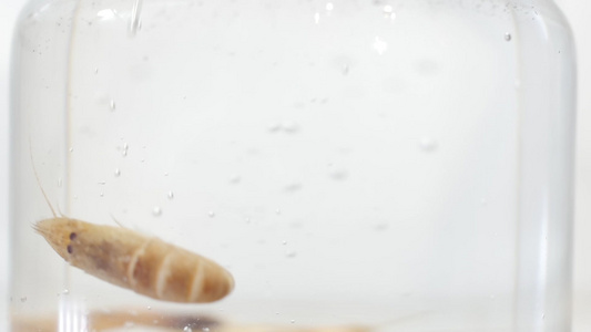 海鲜虾在水中浸泡和脱盐的慢动作微距镜头美味的新鲜晚餐视频