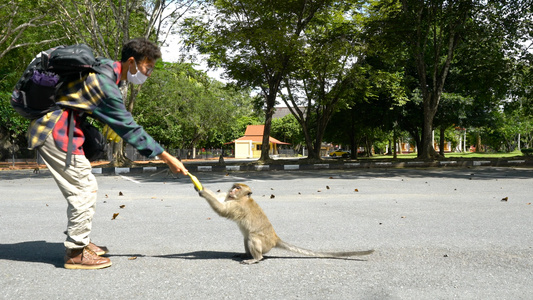 泰国逗猴少年猴子合集4K视频