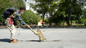 泰国逗猴少年猴子合集4K69秒视频