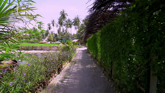 在Kampung风景的自然道路上行走视频