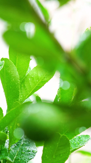 雨水露水的绿色青桔柠檬11秒视频