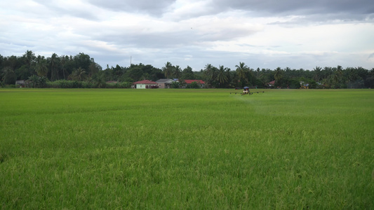 在稻田的农业喷洒无人驾驶飞机视频