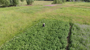 在小型马铃薯田间空中螺旋式上升的镜头中妇女农民在小20秒视频