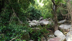 雨林和河流的神奇风景与岩石野生植被深热带森林丛林与21秒视频