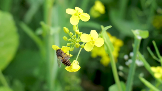 菜花蜜蜂蜜蜂蜜蜂菜花昆虫野油蜂蜜蜂视频