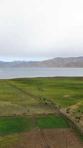 牧民放牧航拍视频西藏旅游视频