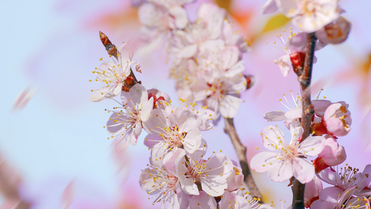 4K清明时节樱花树绽放特写[空明]视频