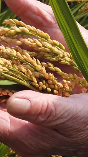 农民手上的水稻穗丰收时节9秒视频