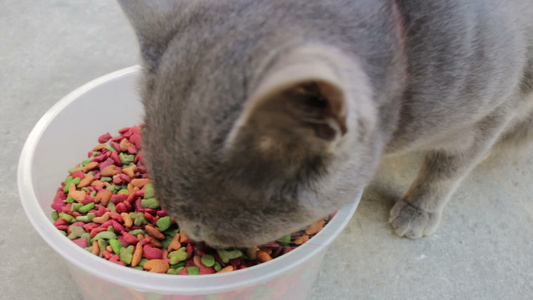 无家可归的灰猫有食物视频