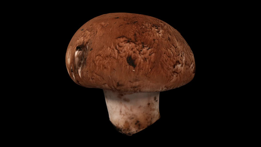 黑色背景的旋转栗子蘑菇01a视频